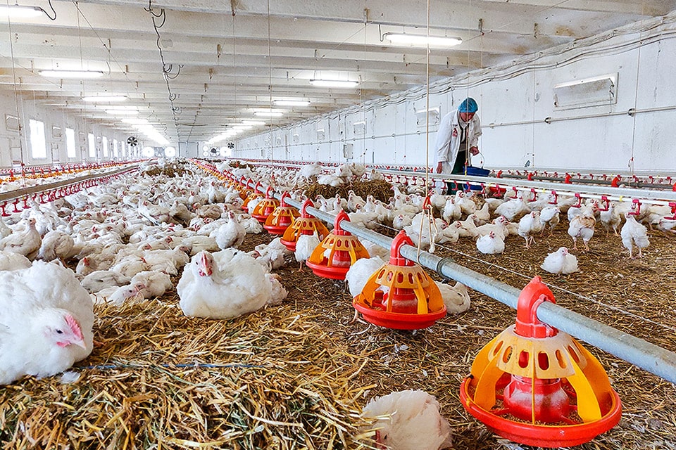 Ferme de pui